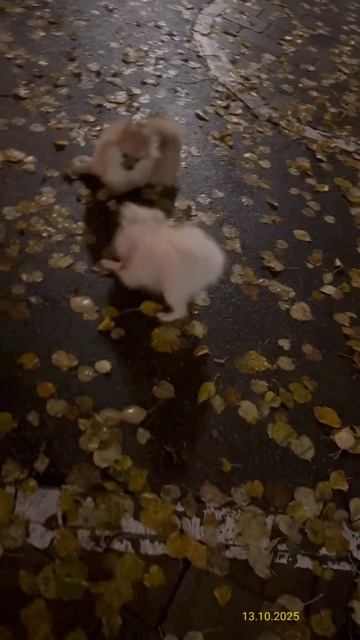 Померанские шпицы 13.10.2025