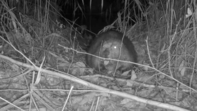 Бобёр фото ловушка смотреть онлайн