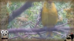 «Иволга»Сергей Орлов