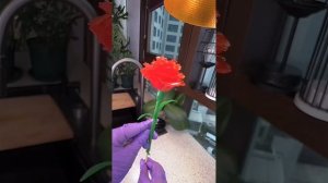 ИГРА НА ВЫЖИВАНИЕ для двоечников/ страшная история Даша Рокс