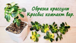 Обрезка крассулы Кросбис компакт вар.