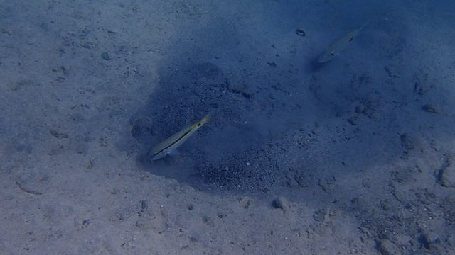 Красноморская зубатая барабуля Parupeneus forsskali, Red Sea goatfish