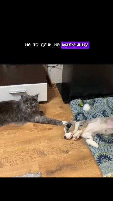 Напишите что это за чудо??? смотреть онлайн