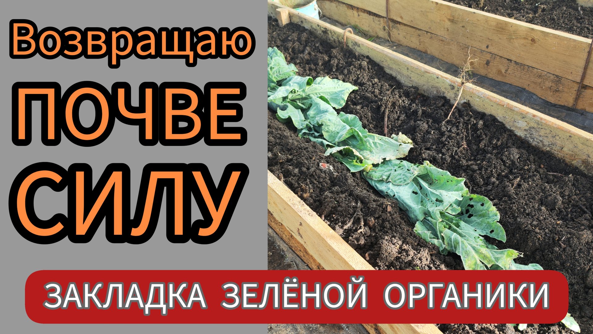 Как вернуть плодородие почве: зелёное удобрение. смотреть онлайн
