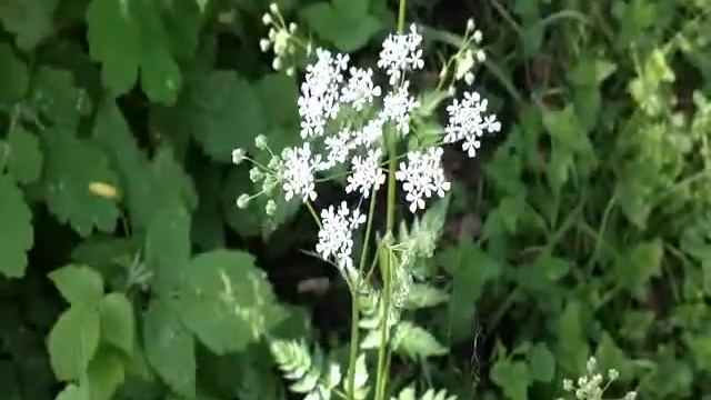 Болиголов пятнистый смотреть онлайн