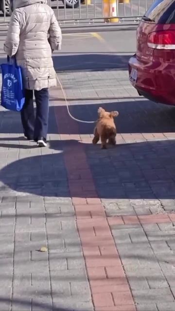 Когда в жизни всё хорошо😇👌👍👍 смотреть онлайн