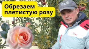 Обрезка плетистой розы осенью, которая зарядит её на весеннее цветение 🌹