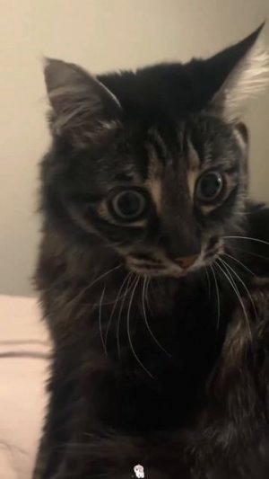 Приколы с котами часть некст