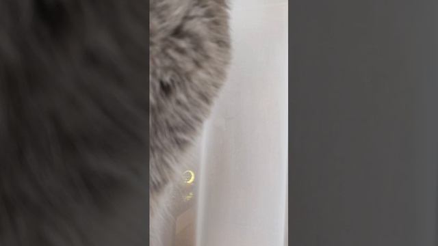 кот и кольска хыхы