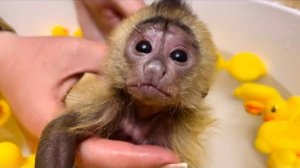 Финик купается, а Анфиса любопытно за всем наблюдает)