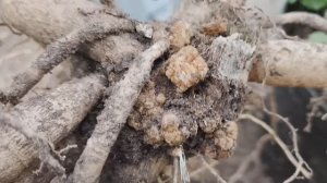 Выкапываем георгины и ужасаемся, что выросло в итоге #урожай #георгины #клубнигеоргин #цветы #клубни