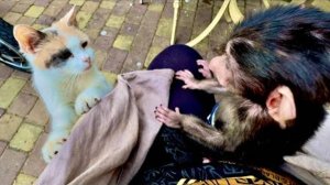 Анфиса пришла ПИТЬ ЧАЙ с Олегом Зубковым и встретила кошку, не захотевшей кормить маленького Финика