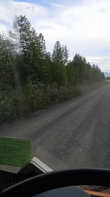 Как я встретил медведя