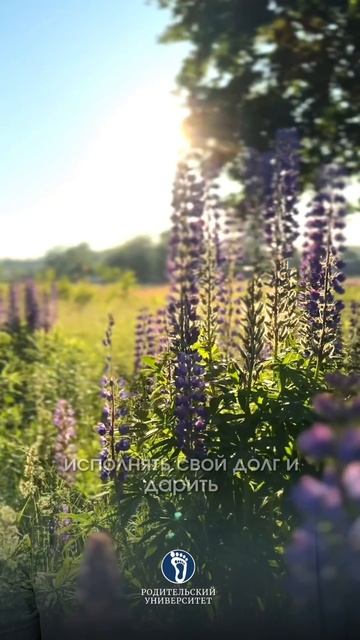 Чему важно научить детей? #воспитаниедетей#детскаяпсихология#разумнаяпедагогика#чемуважнонаучитьдете смотреть онлайн