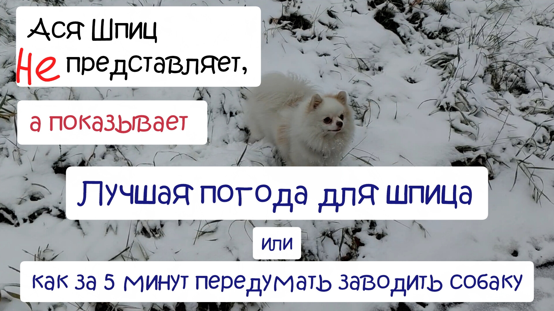 Собачья жизнь. Первый снег. Лучшая погода для шпица смотреть онлайн