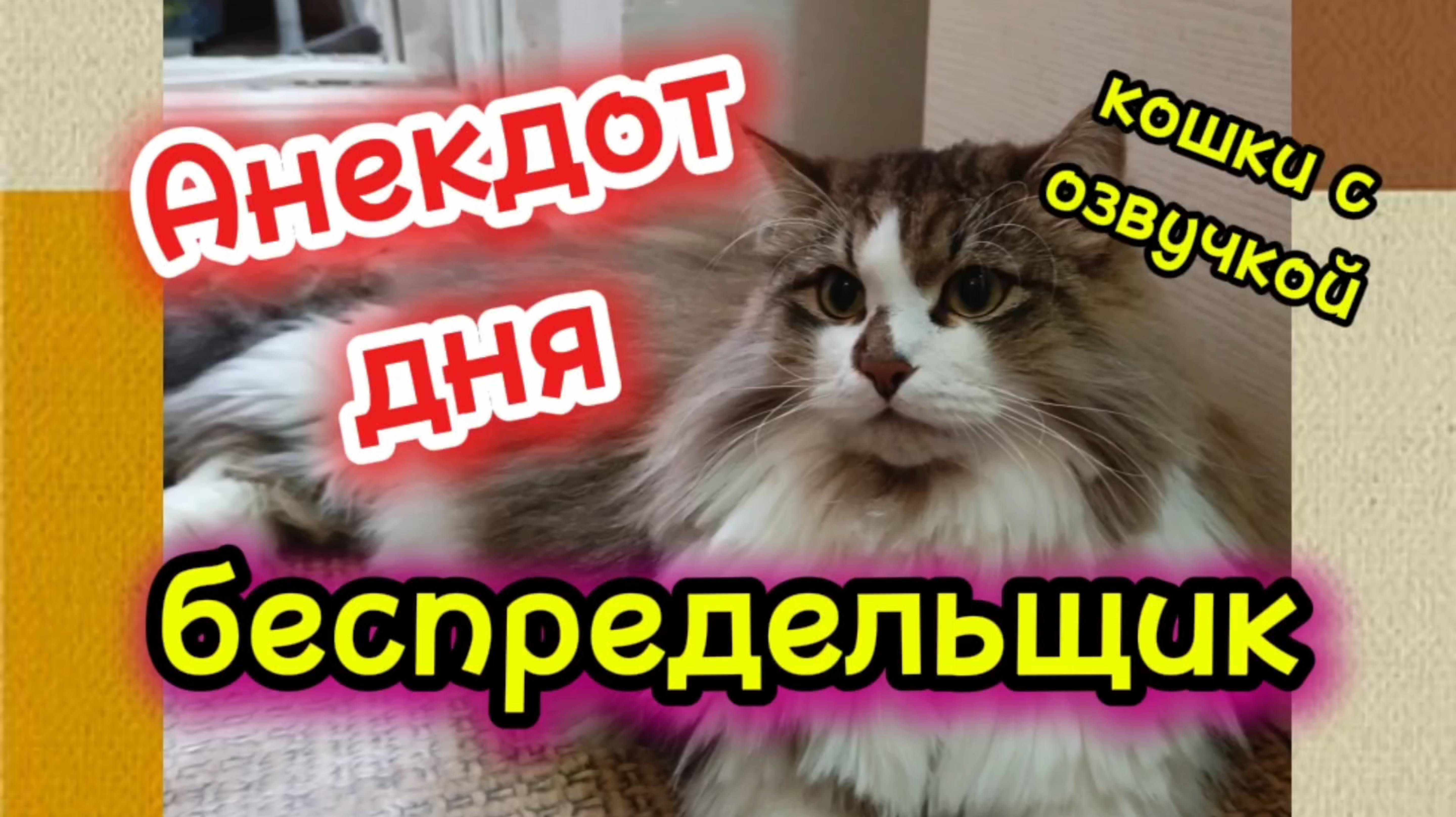 Анекдот дня. смотреть онлайн