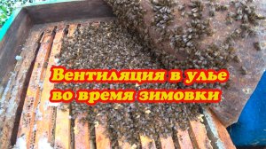ВЕНТИЛЯЦИЯ В УЛЬЕ ВО ВРЕМЯ ЗИМОВКИ, КАК МЫ ДЕЛАЕМ.