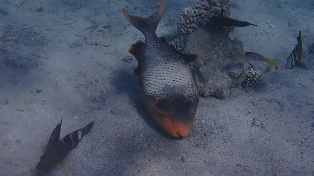 Желтомордый псевдобалист питается Yellowmargin triggerfish Pseudobalistes flavimarginatus
