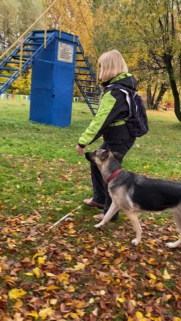 ВЕО Валентлайф Шерритэ Шанз Элизэ 14 мес. - Первые соревнования. Разминка 10.2025