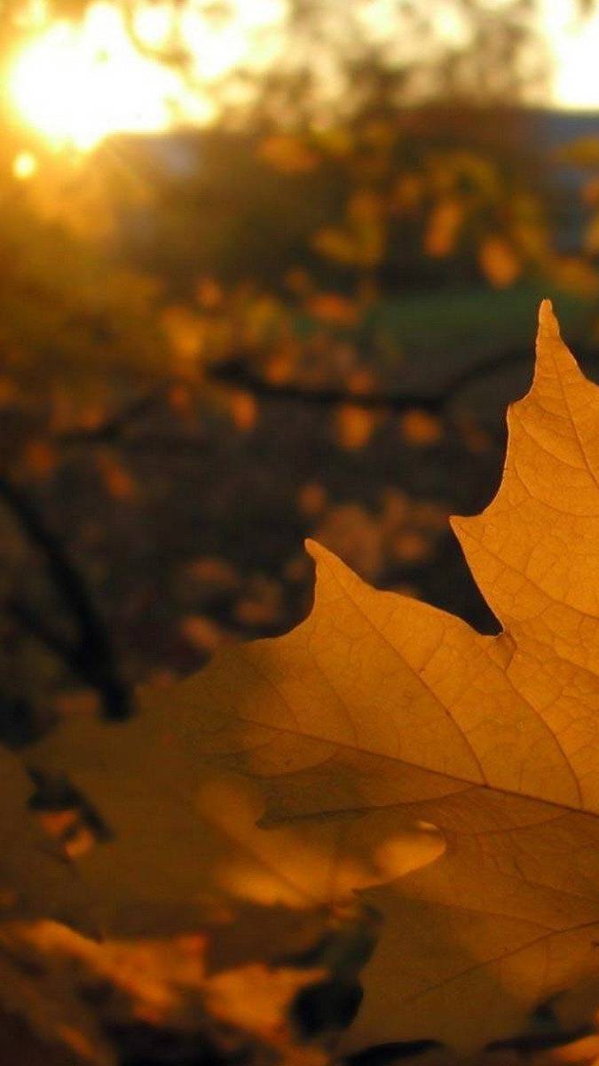 ПАМЯТИ Александра Прокопьевича. Светлая Память. ЛИСТОПАД. смотреть онлайн