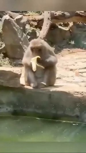 Прикольные питомцы