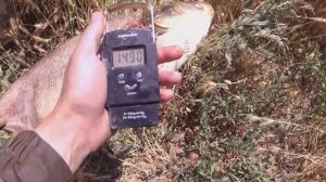 Трофейный Улов На Рогатку: Огромный Толстолобик! #ТрофейныйУлов#РыбалкаНаРогатку#Толстолобик#2024#1m