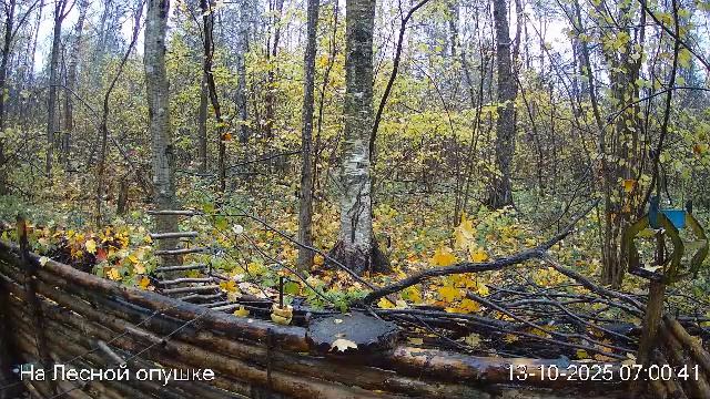 🍂ОКТЯБРЬ в ЛЕСУ онлайн #Relaxing #природа #звуки леса #птицы #погода🍁 смотреть онлайн