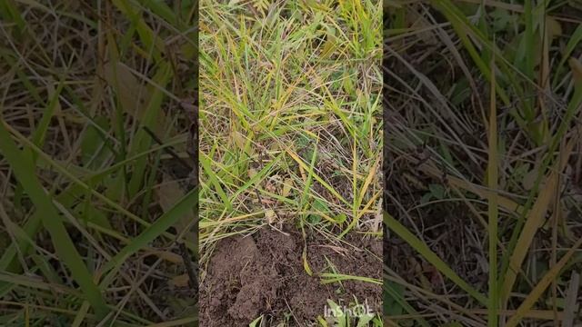 есть манеты.#цари#советы#и шмурдины##МД..