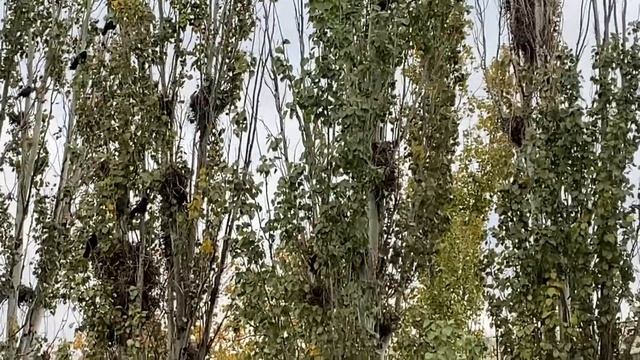 Живой будильник