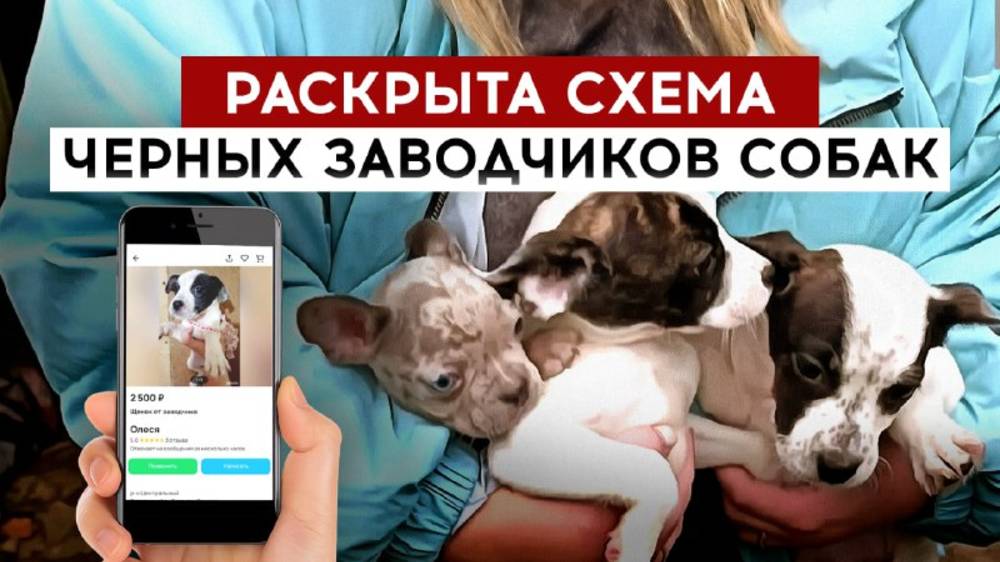 Раскрыта схема черных заводчиков собак смотреть онлайн