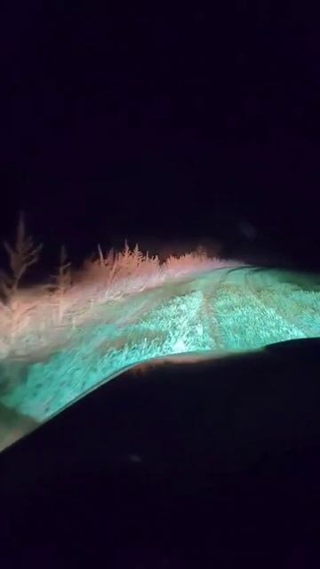 Ночная кормешка косуль смотреть онлайн