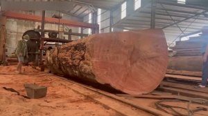 Распиловка огромного дерева для производства мебели