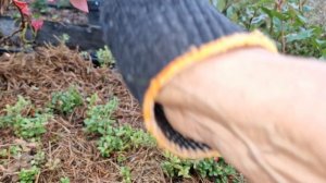 Шубка для моей царицы брусники.