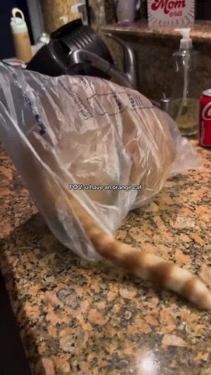 Самозапаковывающийся