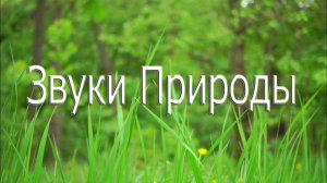 Звуки Природы | Пение птиц на лугу | Фон для продуктивной работы и глубокого отдыха | 4K