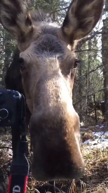 The Photographer Stroked A Wild Moose #owl #animals #photography #wildlife #moose#animalsofinstagram