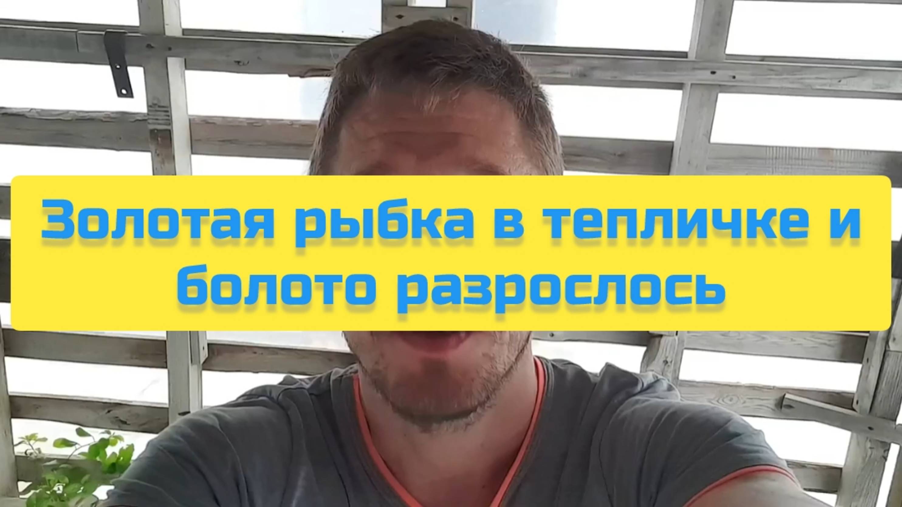 ЗОЛОТАЯ РЫБКА В ТЕПЛИЧКЕ И БОЛОТО РАЗРОСЛОСЬ смотреть онлайн