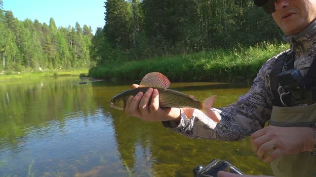 "МИР РЫБОЛОВА" Хариус на севере Архангельской области.