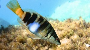 Rock Fishing, Чёрное море, морская рыбалка с берега на спиннинг, ловим каменного окуня