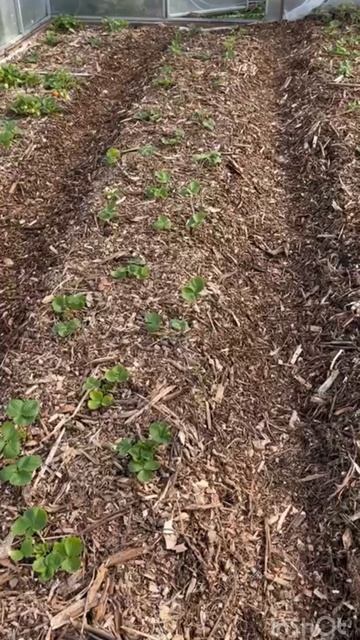 Подготовка клубники к зимовки в теплицы #клубника #теплица #зимовка смотреть онлайн