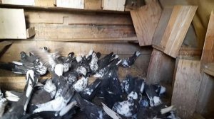 Николаевские голуби кормление 13.10.2025 г