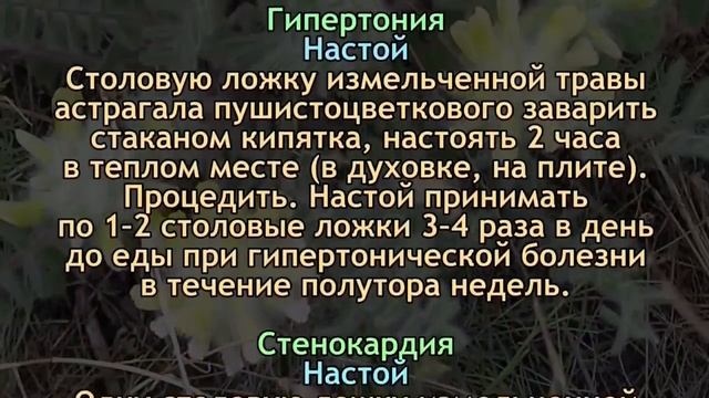 Астрагал - Чудо растение жизни смотреть онлайн