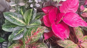 Отделяю деток от аглаонемы Милкивей