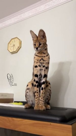 Наш TG https://t.me/liveofcats