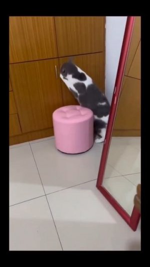 #кот #прятки #животные #смех #юмор #ржака