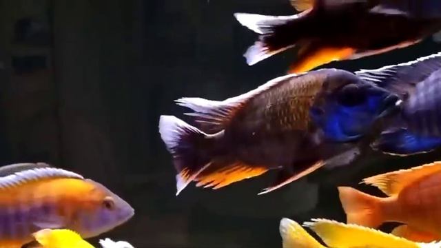 хаплохромисовый_рай смотреть онлайн