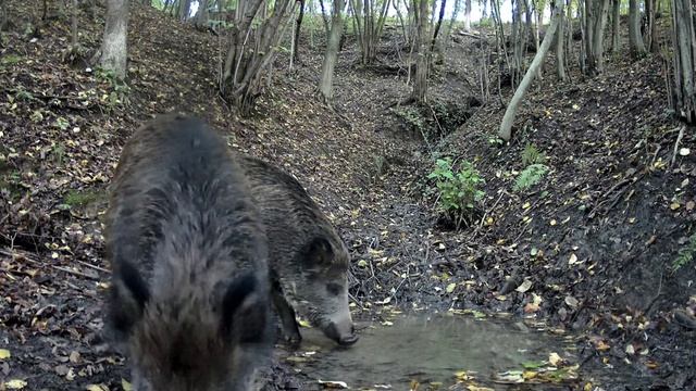 Фото ловушка смотреть онлайн
