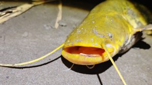 Приехал на рыбалку в поисках ночных трофеев! Я его поймал!