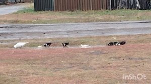 Осень в Сладково.