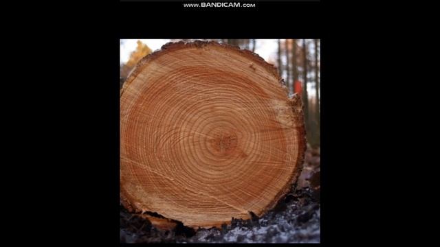 Горы-пни деревьев. А может это и правда были деревья только другие смотреть онлайн